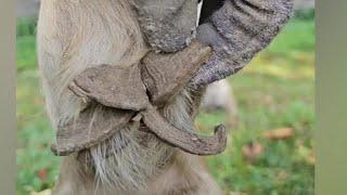 UGLIEST Horse chestnut REMOVAL, ergot removal, equine skin care, oddly satisfying #horse #skin #odd