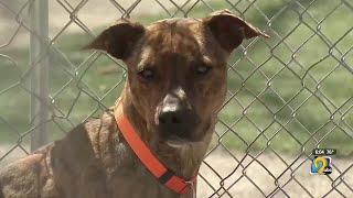 Shelter Strain: Pet surrenders go up as adoptions go down