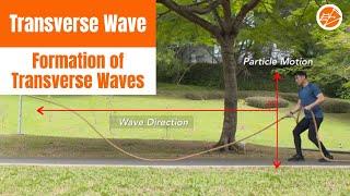 Formation of Transverse Waves