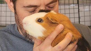 Do Guinea Pigs Stink?