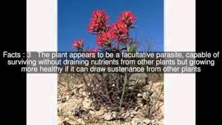 Castilleja caudata Top  #5 Facts