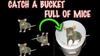 Rolling log mouse trap Buckets FULL of LIVE Mice, Catch em All