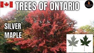 TREES OF ONTARIO - SILVER MAPLE (ACER SACCHARINUM) - TREE IDENTIFICATION SERIES