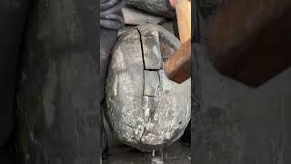 Find fossils in large rocks #fossil  #rock  #viral  #gem  #geology  #crystal  #shorts