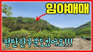 경남 밀양 임야 매매 25785㎡ (7800평) #임야매매 #산매매 #자연인