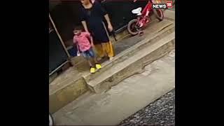 Cobra Video | Kid Escapes Death After Being Attacked By King Cobra |#Shorts | Karnataka News |News18