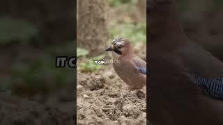 5 Birds That Mimic Sounds Like Humans – You Won’t Believe Your Ears!