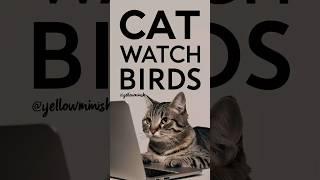 cat behavior | cat watch birds #cats #catlover #yellowmimish @cats
