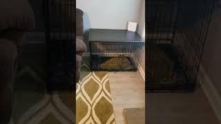 #puppies #Dogs #DIY DIY table top for dog crate. we adopted two puppies last week.