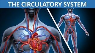 THE CIRCULATORY SYSTEM || HEART, BLOOD, BLOOD VESSELS || SCIENCE VIDEO FOR CHILDREN