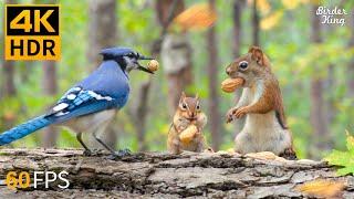 Cat TV for Cats to Watch  Fall in Love with Chipmunks, Birds, Squirrels  4K HDR 60FPS