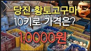 당진 황토고구마 가격은? #고구마농사 #고구마수확 #고구마수익