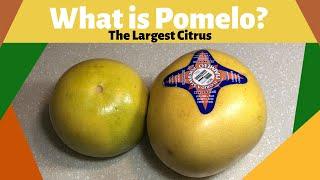 What is Pomelo (Pummelo)?|The Largest Citrus