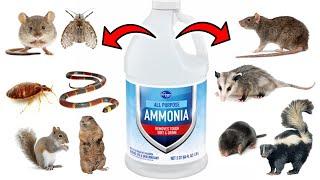 How To Get Rid of Pests Using Ammonia - Rats, Squirrels, Mice, Skunks, Snakes, Possums, Moles, etc