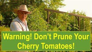 Warning! Don't Prune Your Cherry Tomatoes! (NOT) Pruning Tomato Plants for Maximum Yield!