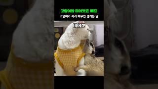 고양이와 미어캣은 베프, 고양이가 자리 비우면 생기는 일