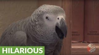 This parrot thinks he's a cuckoo bird!