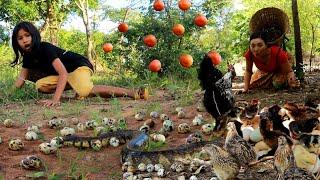 Pick a lot baby egg chicken and catch quail in forest- Boiled quail and baby egg eating delicious