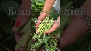 Companion planting is THE secret to gardening, here’s my favorite pairs#garden #companionplanting