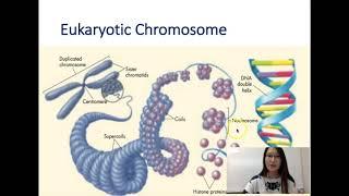 Genetics Lecture 1- Background- Rerproduction, Chromosomes