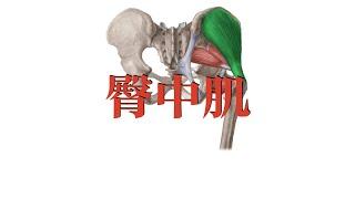 臀中肌  Gluteus medius muscle