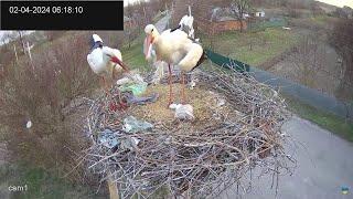 ДВА ЯЙЦЯ.ЛЕЛЕКА БІЛИЙ.ПАРК ПИРЯТИНСЬКИЙ.УКРАЇНА 2-4-24-EGGS. WHITE STORK. PYRYATINSKY  PARK. UKRAINE