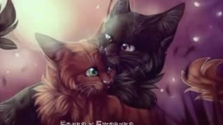 Белка и Ежевика (Squirrelflight & Brambleclaw)-You were meant me | Коты воители