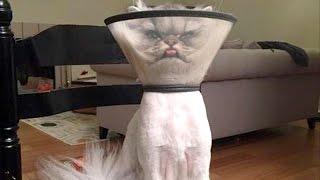 There's absolutely nothing funnier than cats - Funny cat compilation