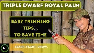 Triple Dwarf Royal Seed Pod Trimming