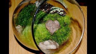 How To Make A Fairy Moss Garden