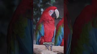  5 Amazing Parrot Facts You Won't Believe! #parrot   #petparrot  #natureshorts  #wildlife #animals