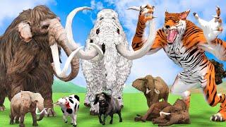 Woolly Mammoth Elephant vs Giant Tiger Wolf Fight African Elephant Cow Buffalo Saved by Mastodon