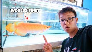 The Million Dollar Fish! One & Only BANANA XANTHIC AROWANA in the WORLD