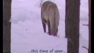 Reindeer in Norway - Reinsdyr i Nissedal