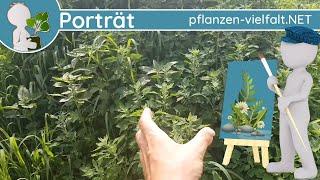 ️ Porträt 168 - Gänsefüße/Melden (Chenopodium/Atriplex) - Wildpflanzen-Steckbrief (Essbar)