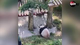 Schockierende Bilder: Panda greift Pflegerin an