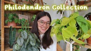 My Entire Philodendron Collection! | P. Mamei, P. Burle Marx, P. Gloriosum & more!