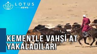 KEMENTLE VAHŞİ AT YAKALADILAR!