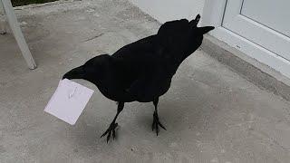 Crow DJ. A crow plays with paper. Unbelievable Footage. Must Watch!