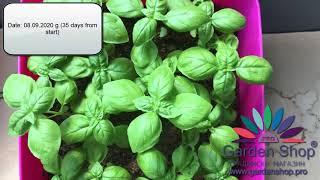 How long does it take to grow basil from seed - 35 days