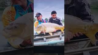 В Кабардино-Балкарии поймали карпа весом 12,3 кг
