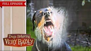 Dogs Behaving Very Badly: Series 4 - Episode 12 | Full Episode