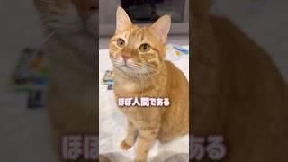 ほぼ人間な超甘えん坊の猫が毎日起こす問題行動がコチラ【とらまる】