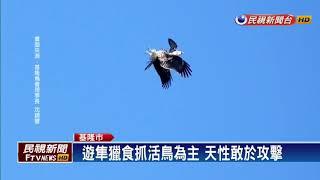 搶食空戰！ 1隻「遊隼」輪番大戰7隻「黑鳶」－民視新聞