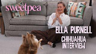 Ella Purnell's CHAOTIC interview with Chihuahuas | Sweetpea