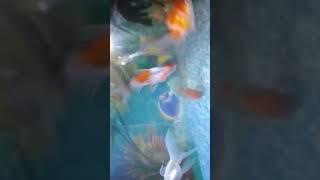 #goldfish #aquaticlife #angelfishtank #4kvideo