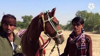 Barmer Horse  skt Baaz