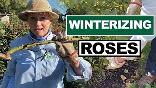 How to Prepare Your Roses For Winter