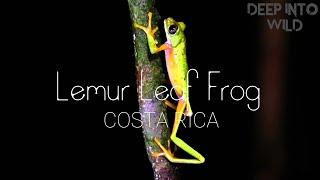 Lemur Leaf Frog| Stock Footage #49 | Deep Into Wild |