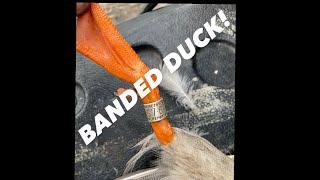 BANDED DUCK | goshawk catches banded duck in incredible fashion